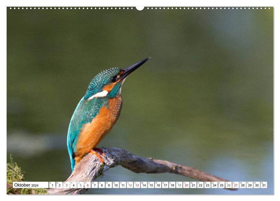 Eisvögel (Alcedo atthis) - Edelsteine der Natur (CALVENDO Premium Wandkalender 2024)