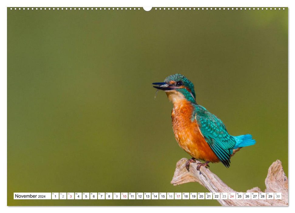 Eisvögel (Alcedo atthis) - Edelsteine der Natur (CALVENDO Premium Wandkalender 2024)