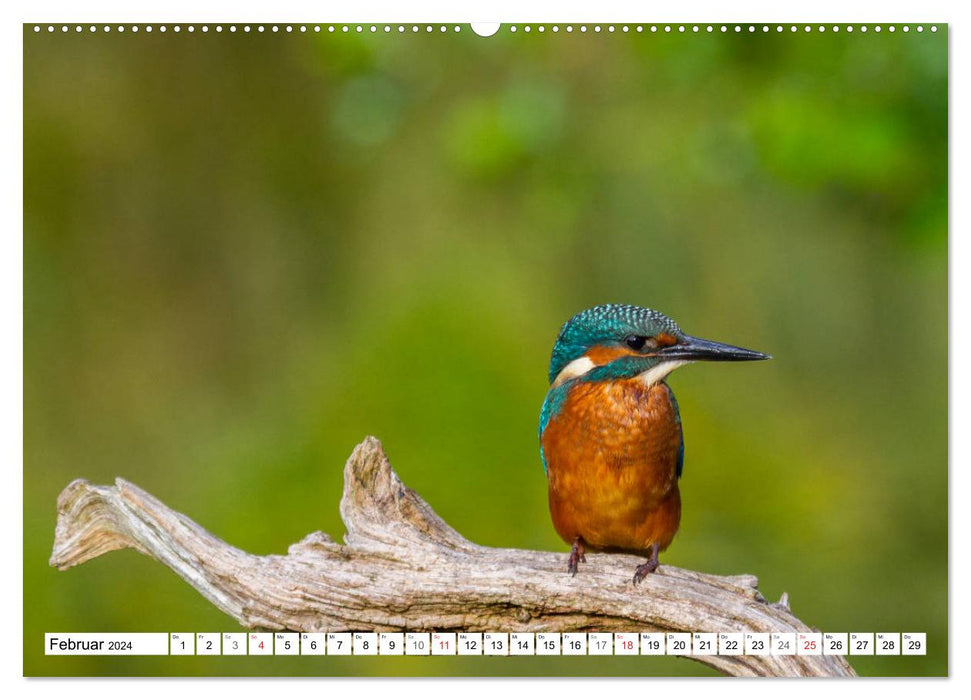 Eisvögel (Alcedo atthis) - Edelsteine der Natur (CALVENDO Premium Wandkalender 2024)