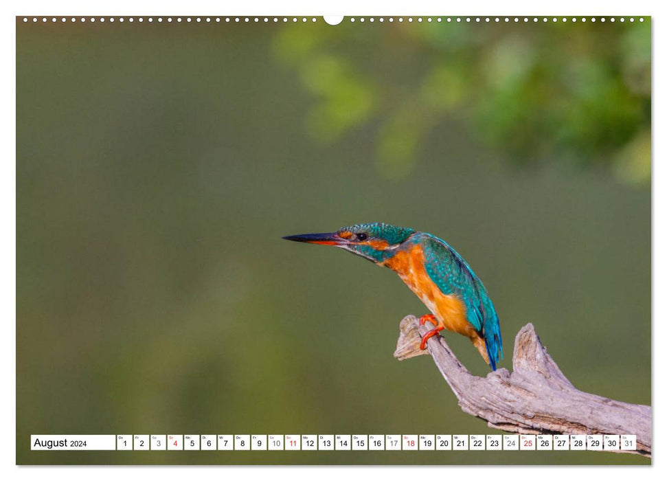 Eisvögel (Alcedo atthis) - Edelsteine der Natur (CALVENDO Premium Wandkalender 2024)