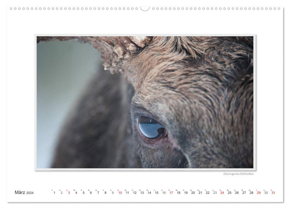 Emotionale Momente: Europäischer Elch. (CALVENDO Premium Wandkalender 2024)