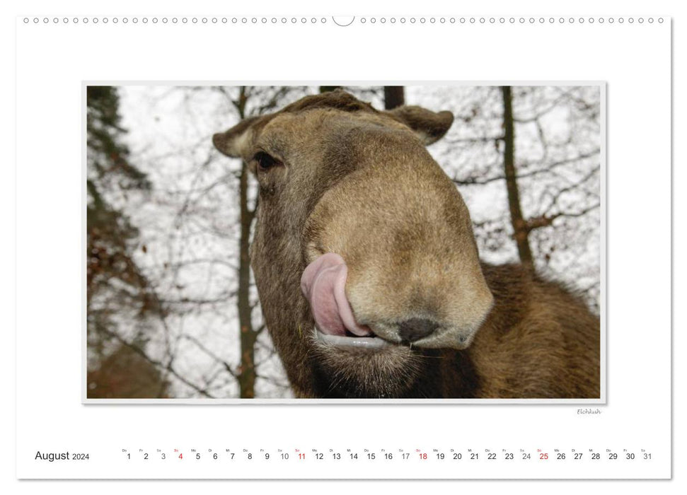 Emotionale Momente: Europäischer Elch. (CALVENDO Premium Wandkalender 2024)