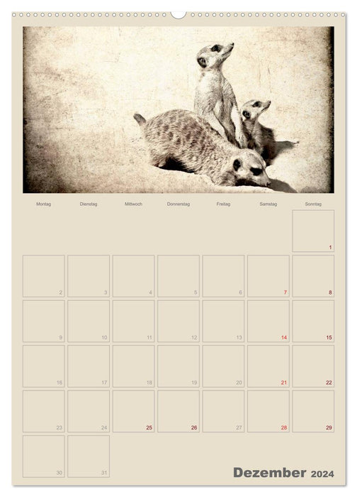 Lustige Erdmännchen (CALVENDO Wandkalender 2024)