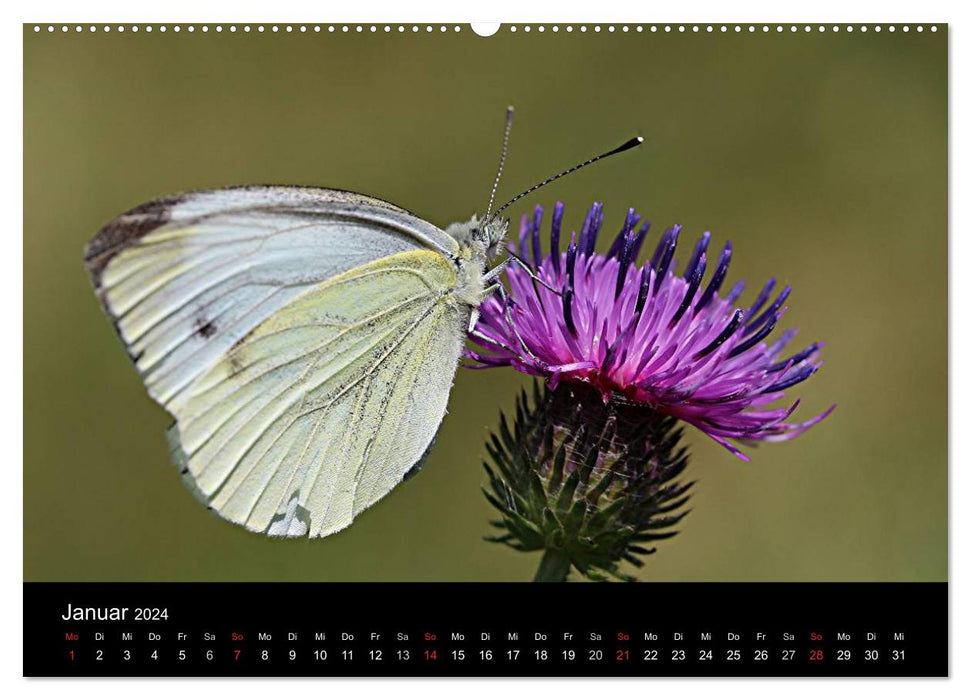 Juwelen der Lüfte 2024 (CALVENDO Wandkalender 2024)