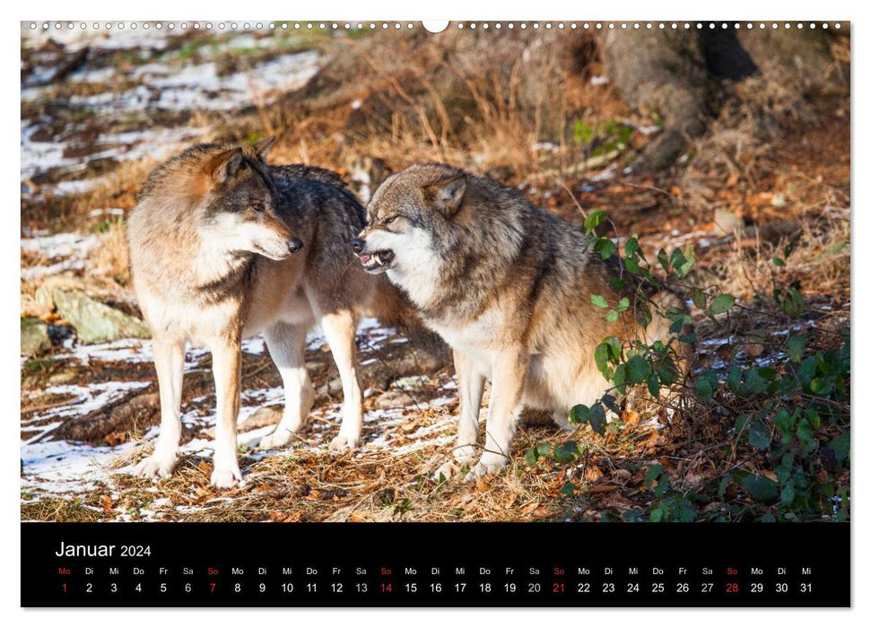 Tierkalender 2024 (CALVENDO Premium Wandkalender 2024)
