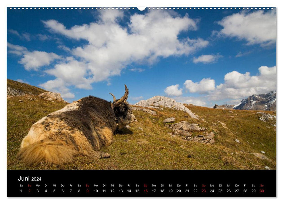 Tierkalender 2024 (CALVENDO Premium Wandkalender 2024)