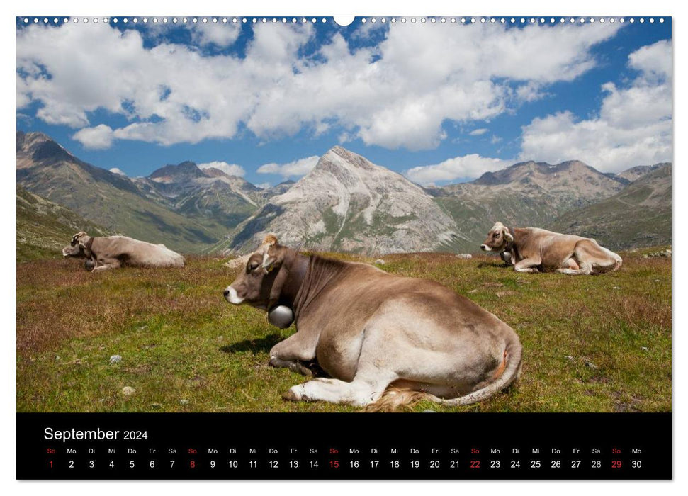 Tierkalender 2024 (CALVENDO Premium Wandkalender 2024)