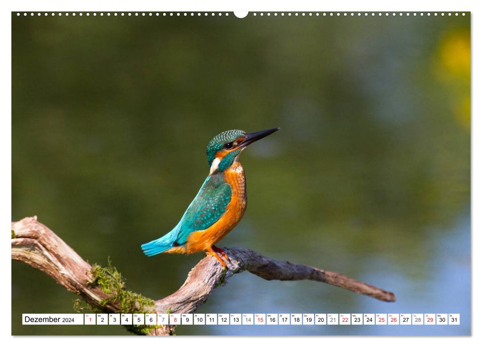 Eisvögel (Alcedo atthis) - Edelsteine der Natur (CALVENDO Wandkalender 2024)