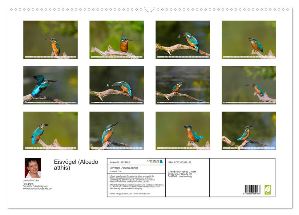Eisvögel (Alcedo atthis) - Edelsteine der Natur (CALVENDO Wandkalender 2024)