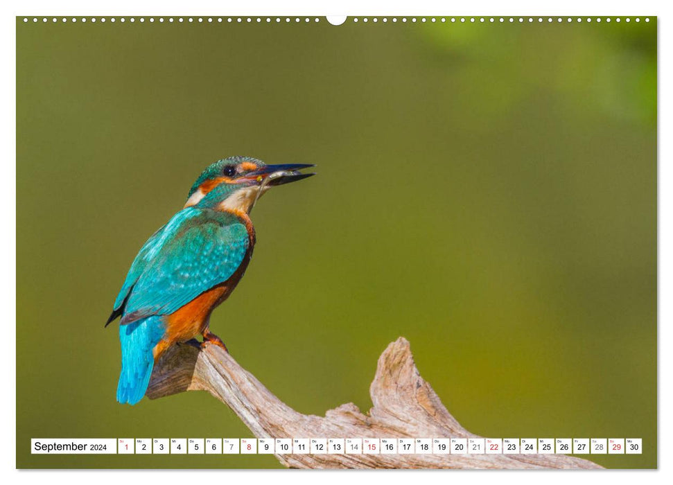 Eisvögel (Alcedo atthis) - Edelsteine der Natur (CALVENDO Wandkalender 2024)