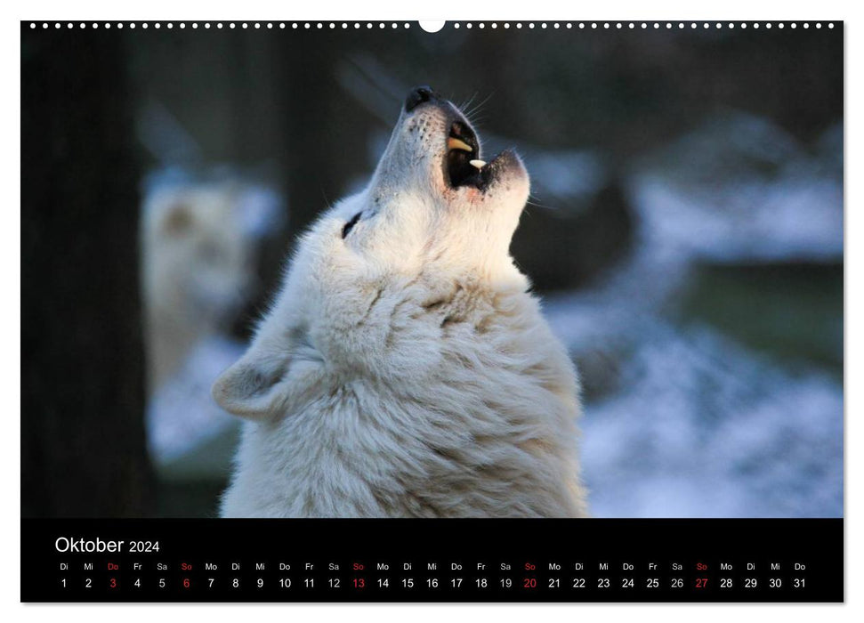 Tierkalender 2024 (CALVENDO Wandkalender 2024)