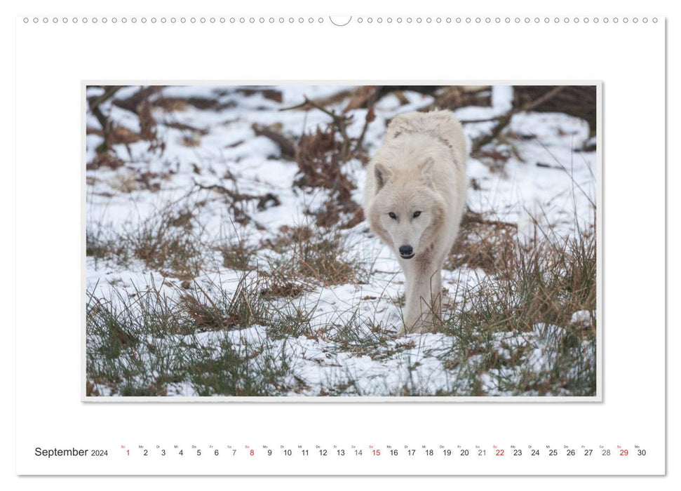 Emotionale Momente: Polarwölfe. (CALVENDO Wandkalender 2024)