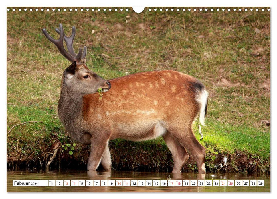 Hirsche - Die stolzen Bewohner des Waldes (CALVENDO Wandkalender 2024)