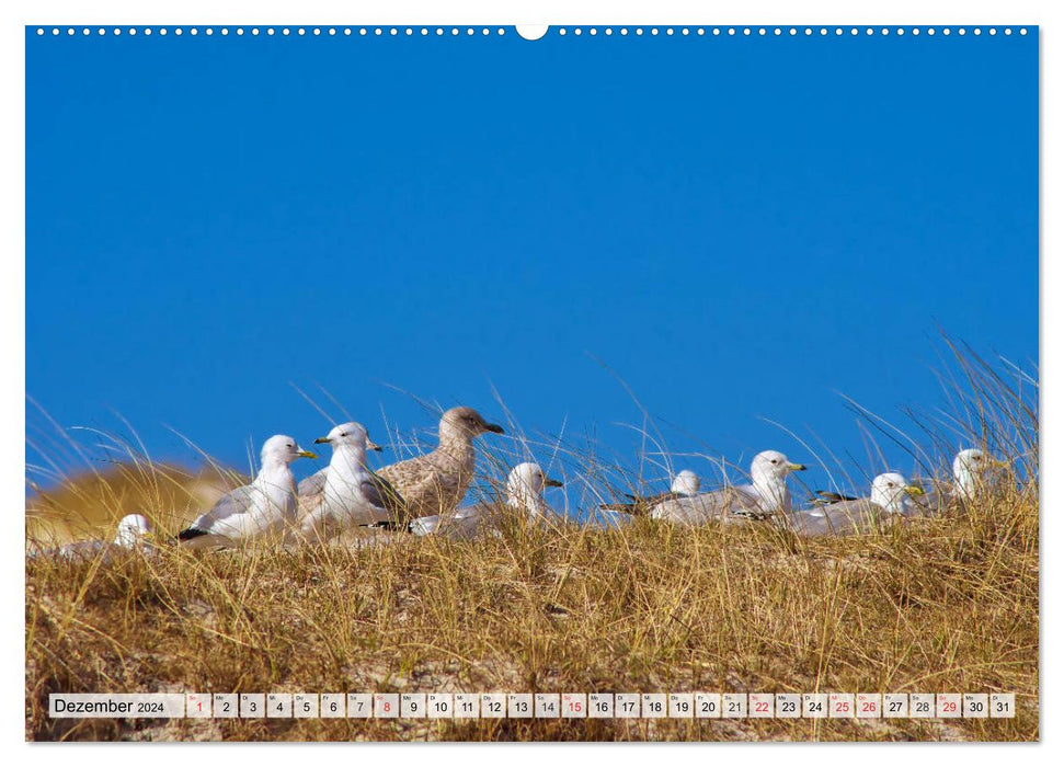 Île d'Amrum dans la mer du Nord (Calvendo Premium Wall Calendar 2024) 