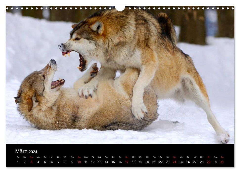 Kanadische Wölfe im Winter (CALVENDO Wandkalender 2024)