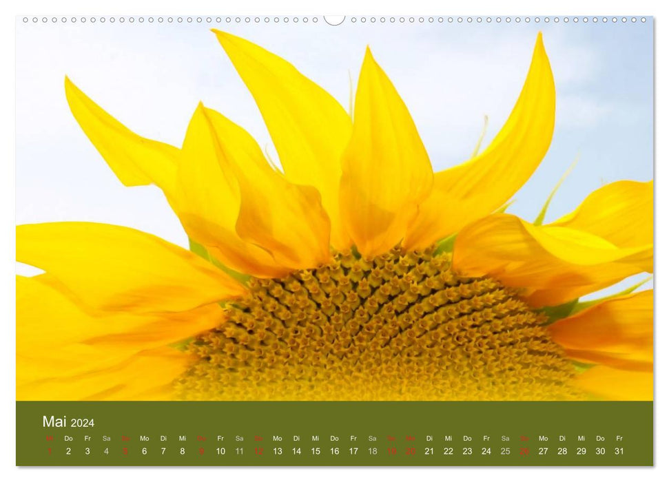 Sonnenblumen - die Blumen der Lebensfreude (CALVENDO Premium Wandkalender 2024)