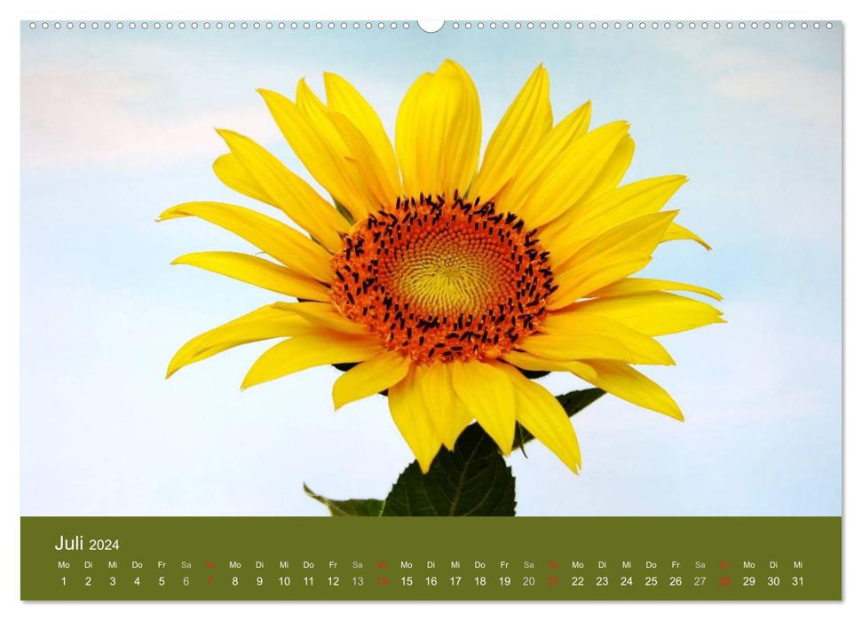 Sonnenblumen - die Blumen der Lebensfreude (CALVENDO Premium Wandkalender 2024)