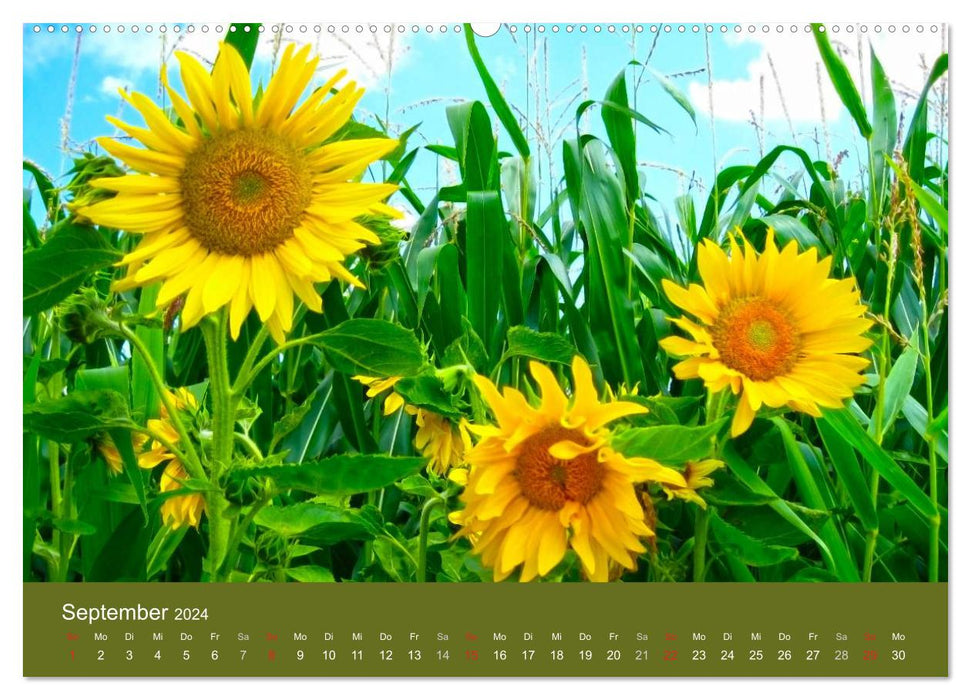 Tournesols - les fleurs de la joie de vivre (Calendrier mural CALVENDO Premium 2024) 
