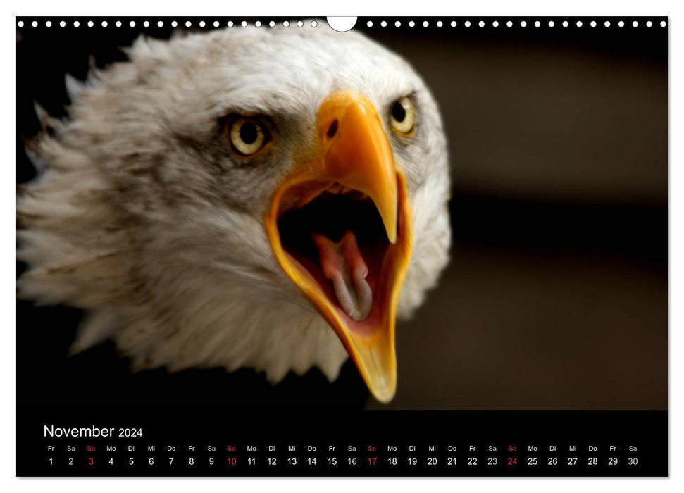 Der Weißkopfseeadler (CALVENDO Wandkalender 2024)
