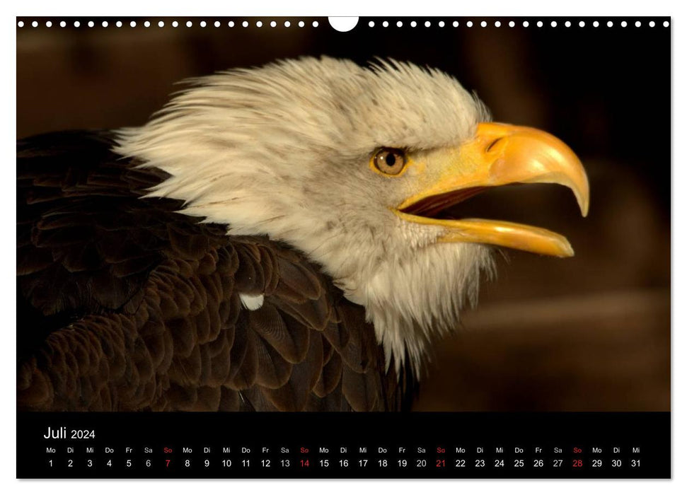 Der Weißkopfseeadler (CALVENDO Wandkalender 2024)