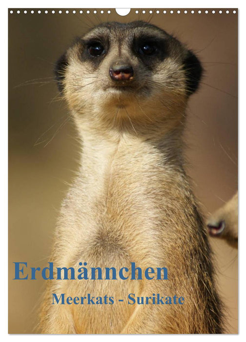Erdmännchen-Meerkats-Surikate CH Version (CALVENDO Wandkalender 2024)