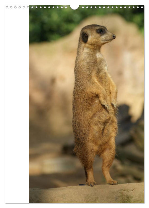 Erdmännchen-Meerkats-Surikate CH Version (CALVENDO Wandkalender 2024)