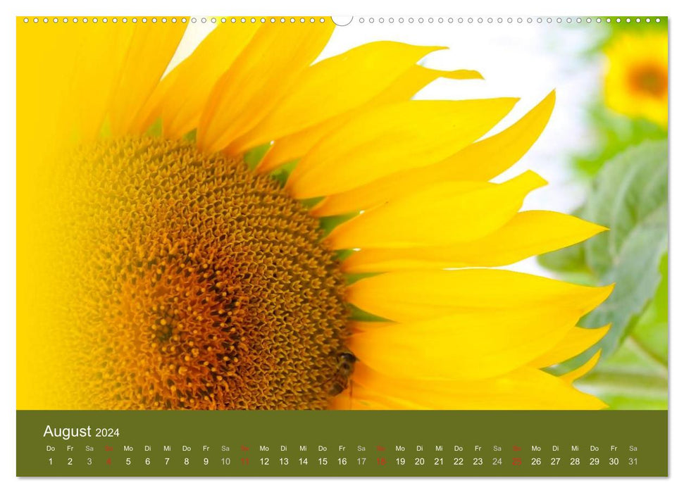 Sonnenblumen - die Blumen der Lebensfreude (CALVENDO Wandkalender 2024)