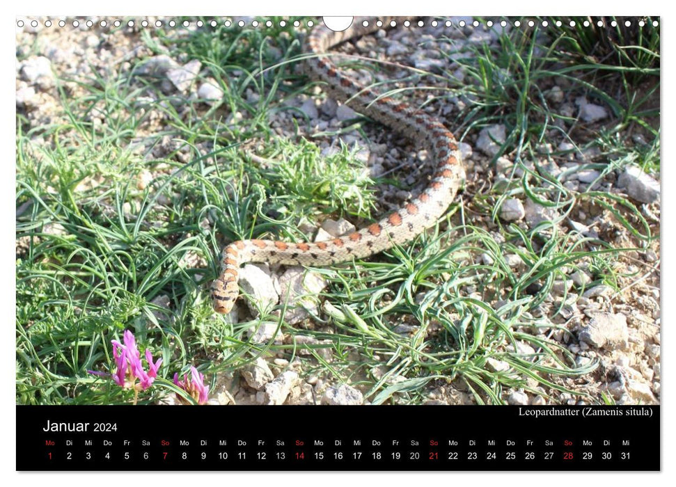 Schlangen Europas (CALVENDO Wandkalender 2024)