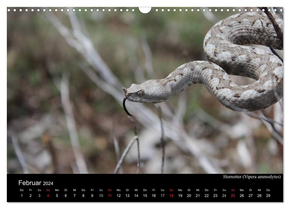 Serpents d'Europe (Calendrier mural CALVENDO 2024) 