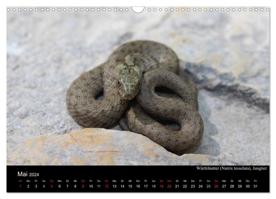 Serpents d'Europe (Calendrier mural CALVENDO 2024) 