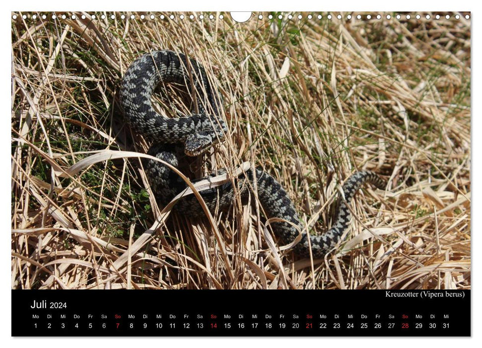 Serpents d'Europe (Calendrier mural CALVENDO 2024) 