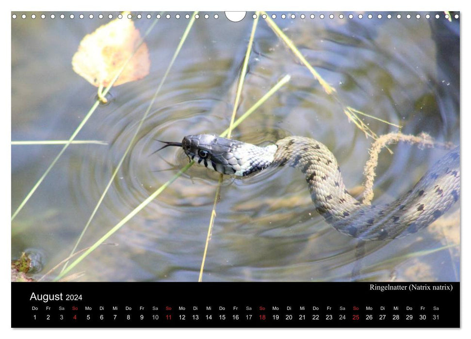 Serpents d'Europe (Calendrier mural CALVENDO 2024) 