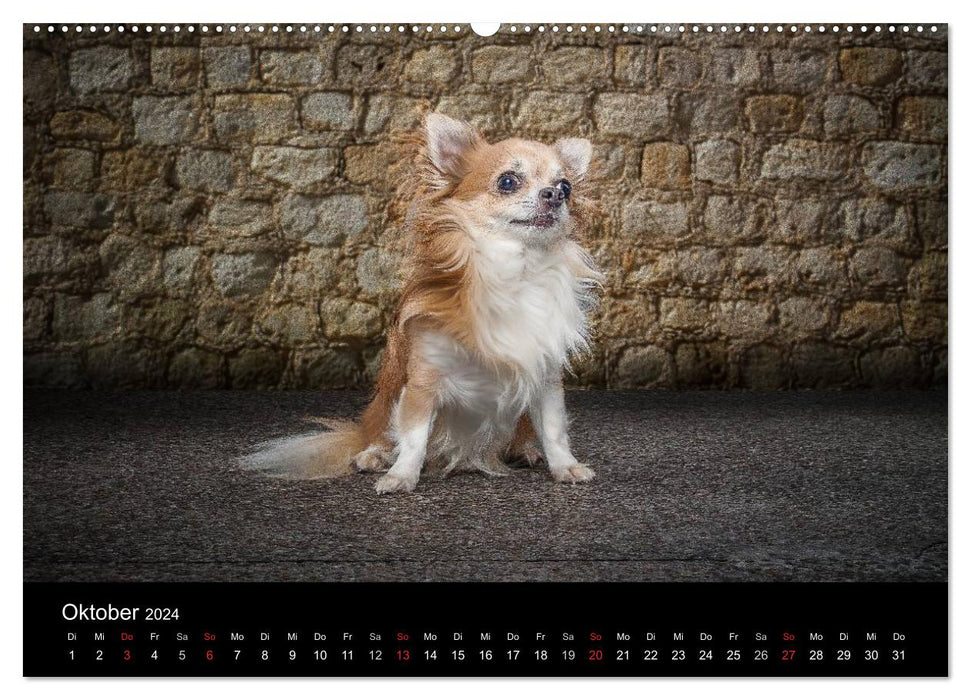 Urban Dogs - Hundekalender der anderen Art (CALVENDO Premium Wandkalender 2024)