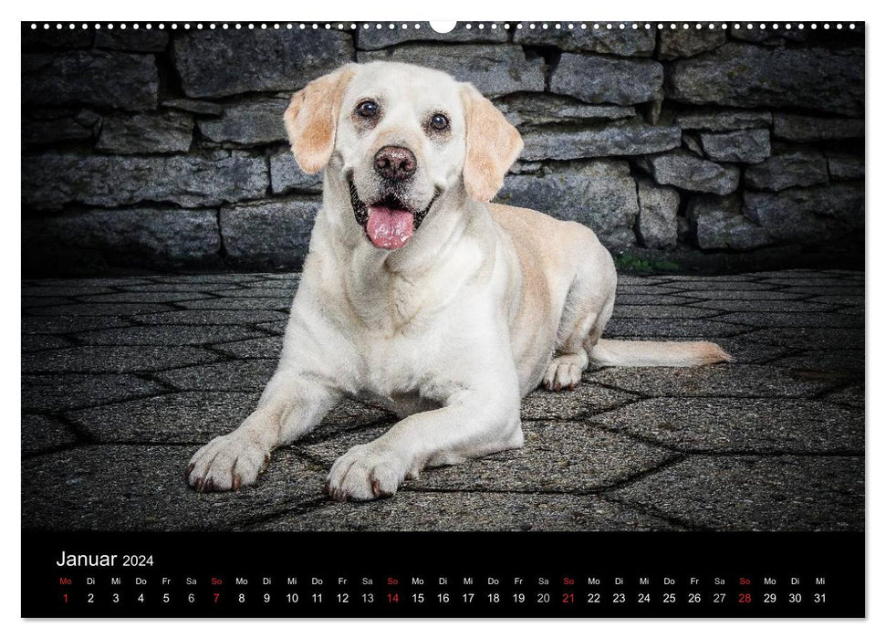 Urban Dogs - Hundekalender der anderen Art (CALVENDO Premium Wandkalender 2024)