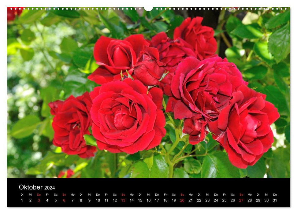 Baden bei Wien - Rosarium (CALVENDO Premium Wandkalender 2024)