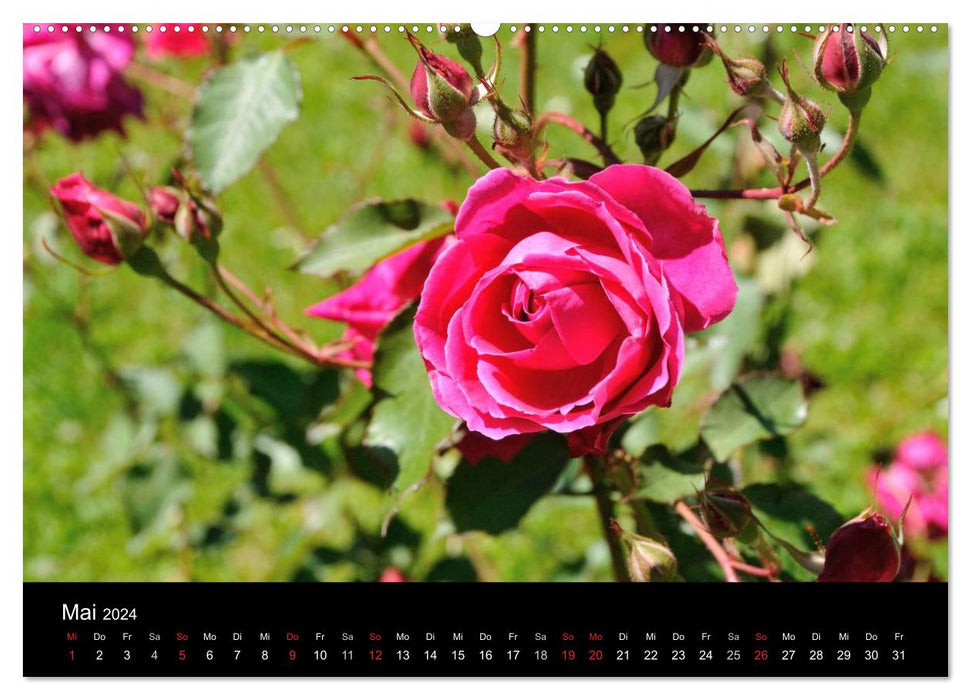 Baden près de Vienne - Rosarium (Calvendo Premium Wall Calendar 2024) 