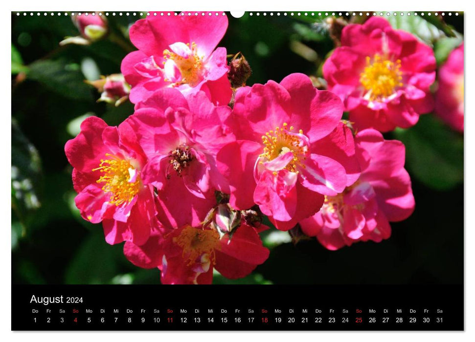 Baden bei Wien - Rosarium (CALVENDO Premium Wandkalender 2024)