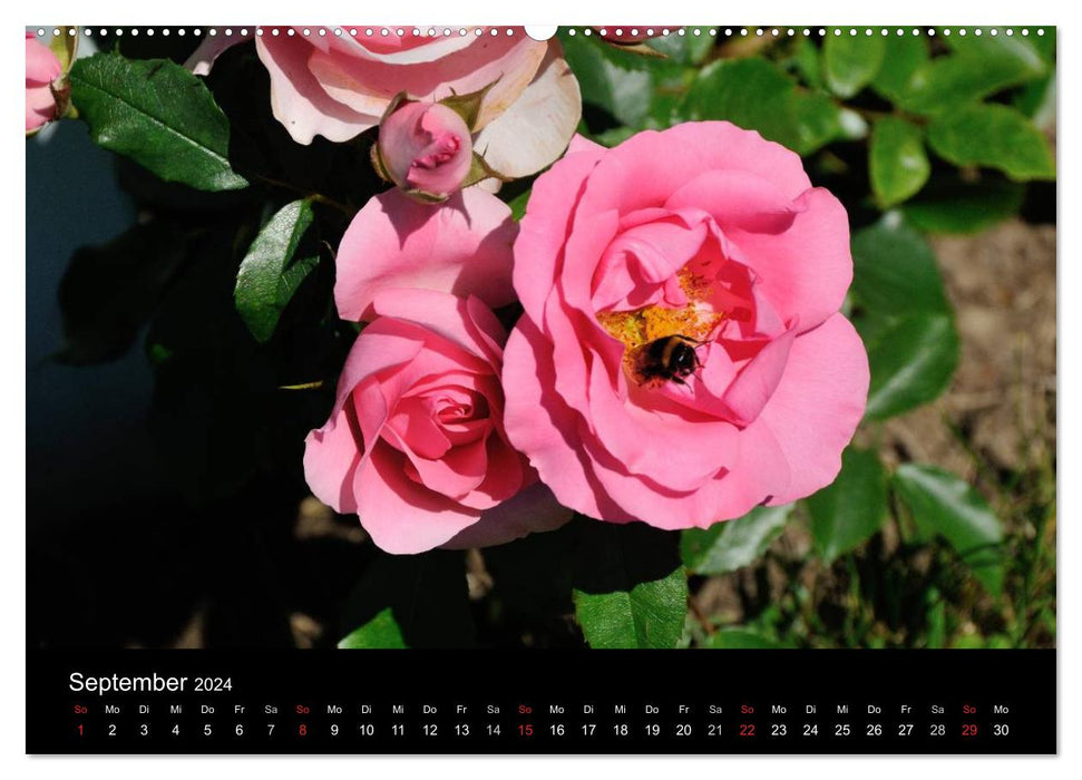 Baden bei Wien - Rosarium (CALVENDO Premium Wandkalender 2024)