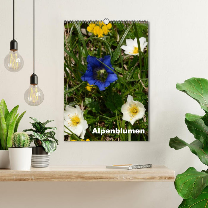 Fleurs alpines (calendrier mural CALVENDO 2024) 
