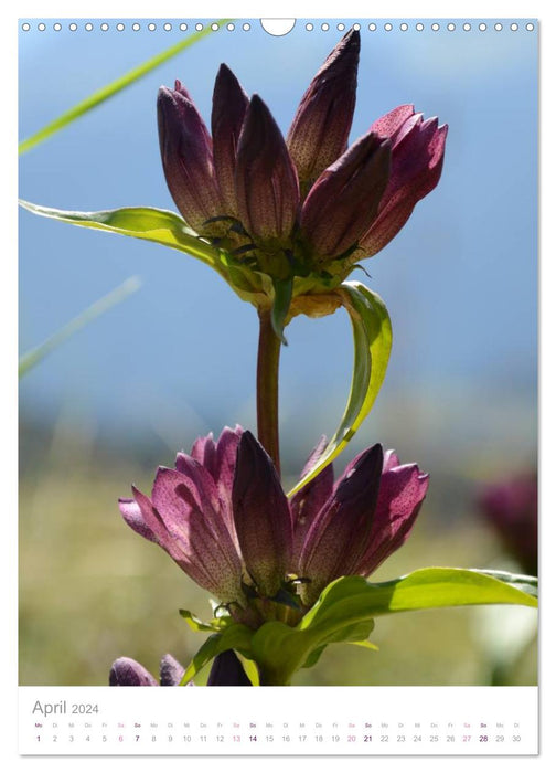 Alpenblumen (CALVENDO Wandkalender 2024)