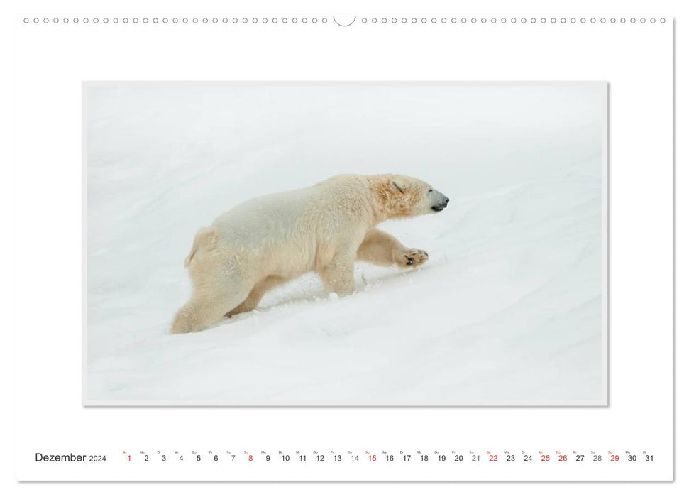 Emotionale Momente: Der Eisbär. (CALVENDO Wandkalender 2024)