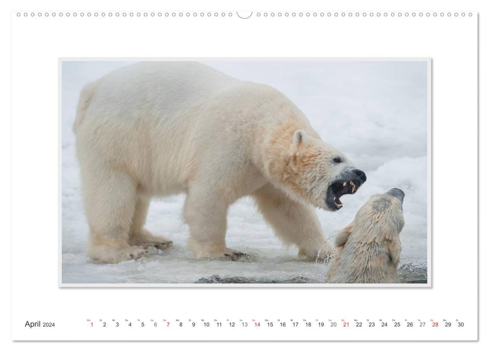 Emotionale Momente: Der Eisbär. (CALVENDO Wandkalender 2024)