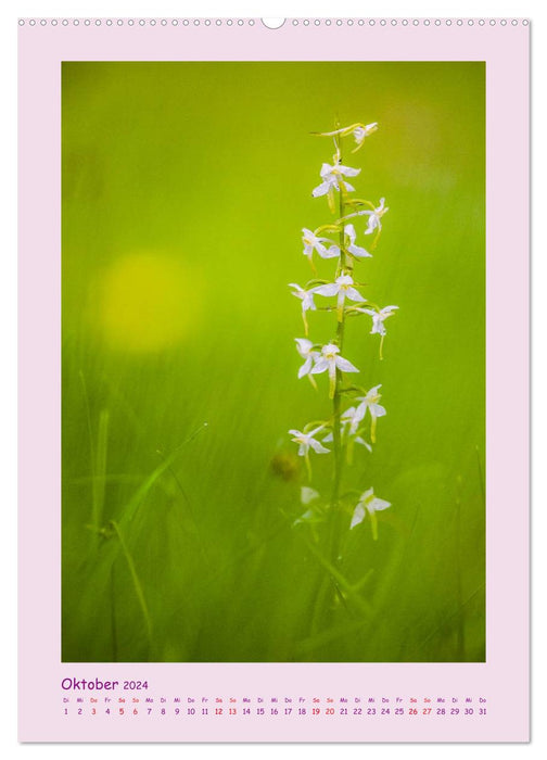 wilde Orchideen in Deutschland (CALVENDO Premium Wandkalender 2024)
