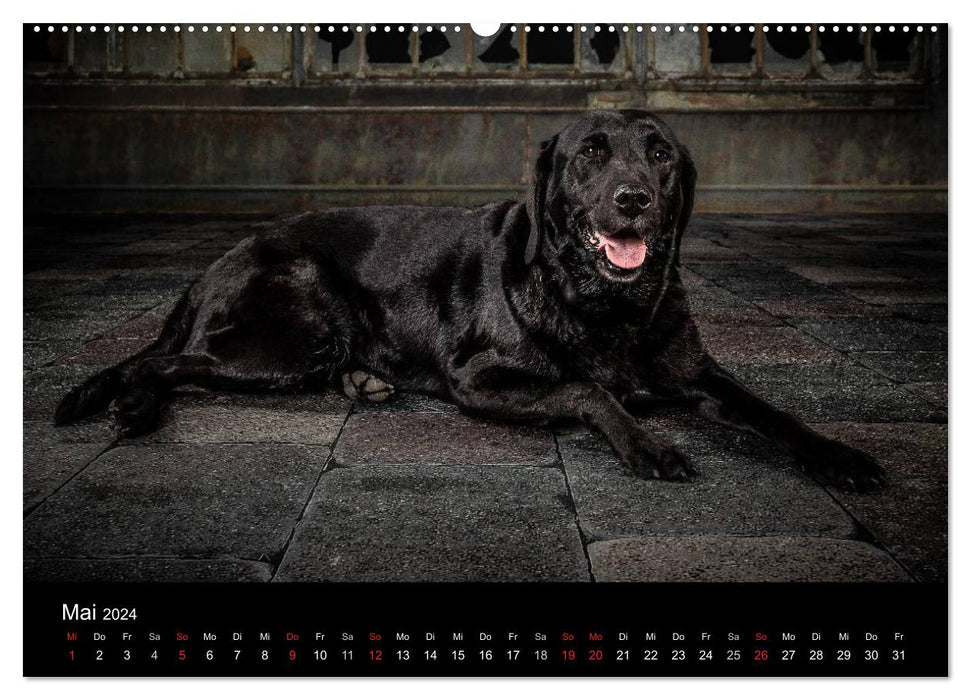 Urban Dogs - Hundekalender der anderen Art (CALVENDO Wandkalender 2024)