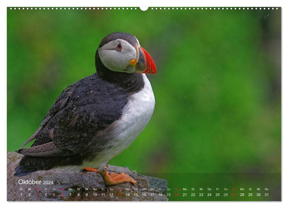 Papageitaucher (CALVENDO Premium Wandkalender 2024)