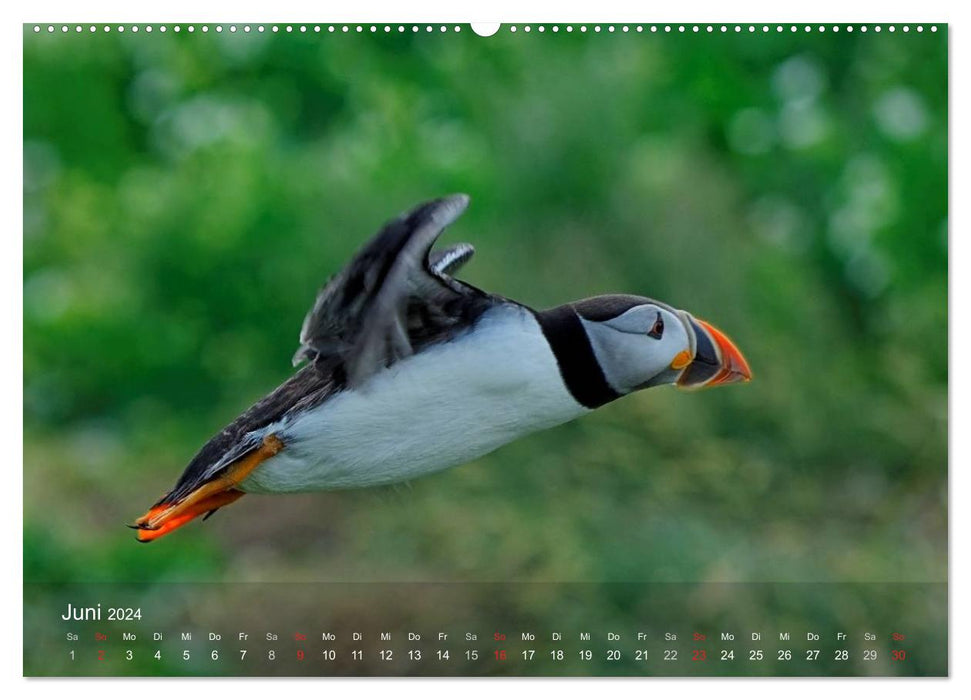 Papageitaucher (CALVENDO Premium Wandkalender 2024)