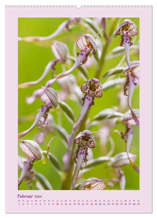 wilde Orchideen in Deutschland (CALVENDO Wandkalender 2024)
