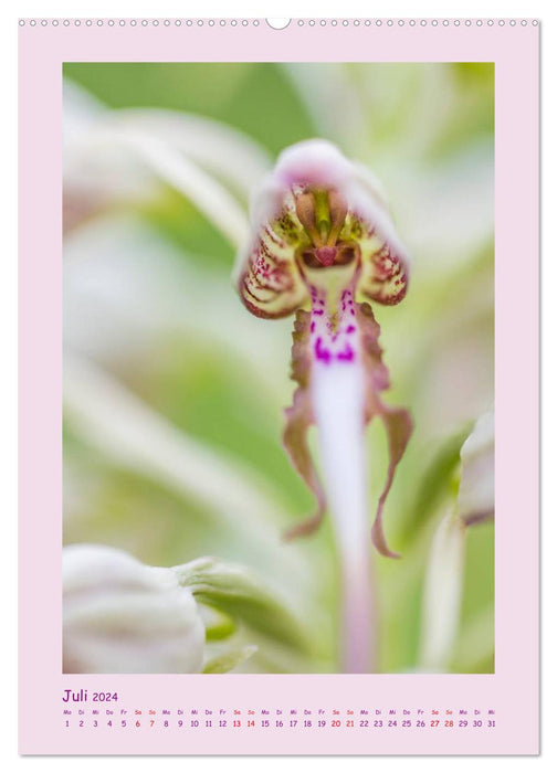 wilde Orchideen in Deutschland (CALVENDO Wandkalender 2024)
