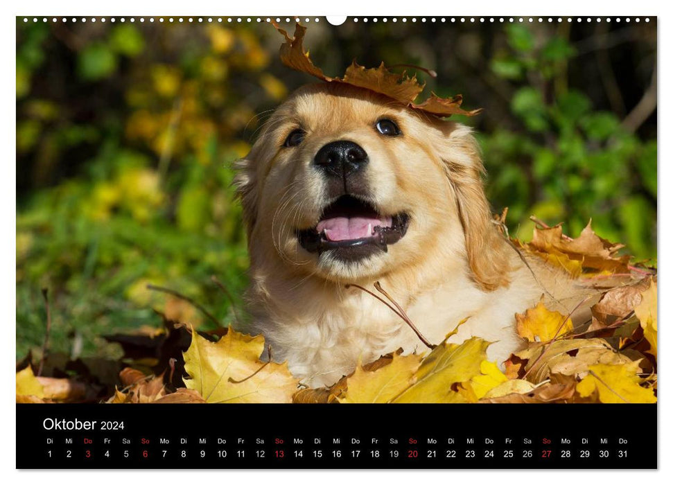 Golden Retriever - Un cœur sur 4 pattes (Calendrier mural CALVENDO Premium 2024) 