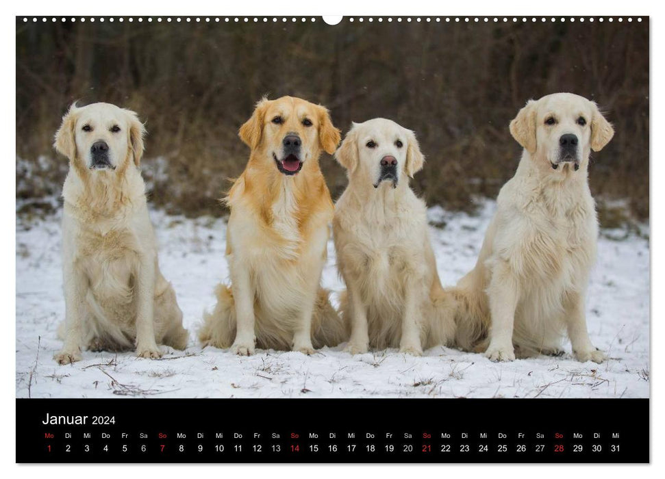 Golden Retriever - Ein Herz auf 4 Pfoten (CALVENDO Premium Wandkalender 2024)